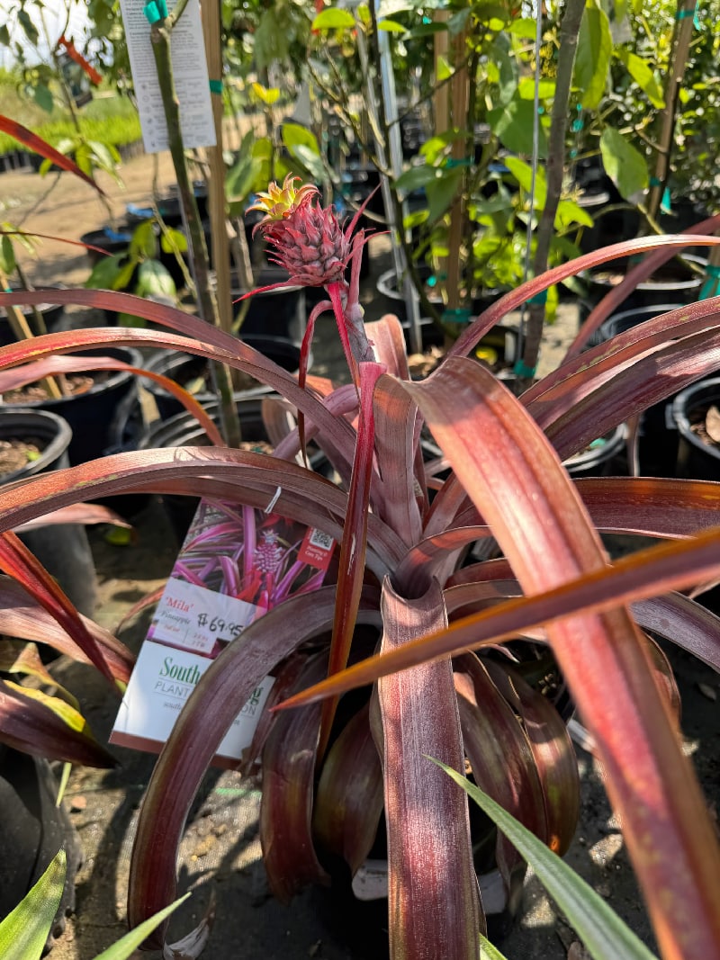 Garden Center