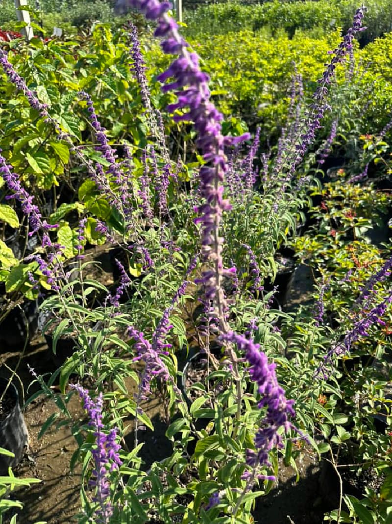 Garden Center