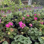 Plants