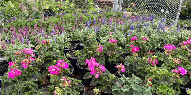 Plants in Dickinson, Texas